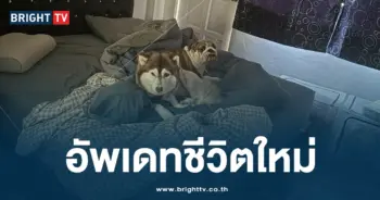 อัพเดทชีวิตหมาไซ-min