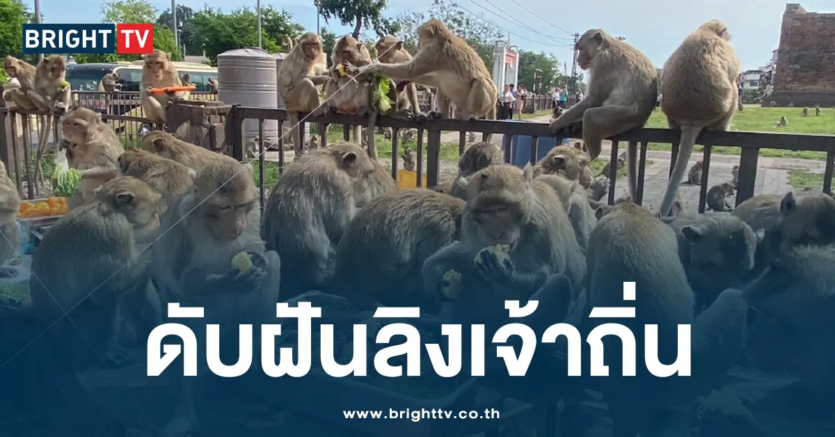 ดักจับลิงลพ