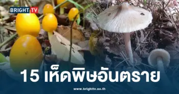 เห็ดพิษ-min (1)