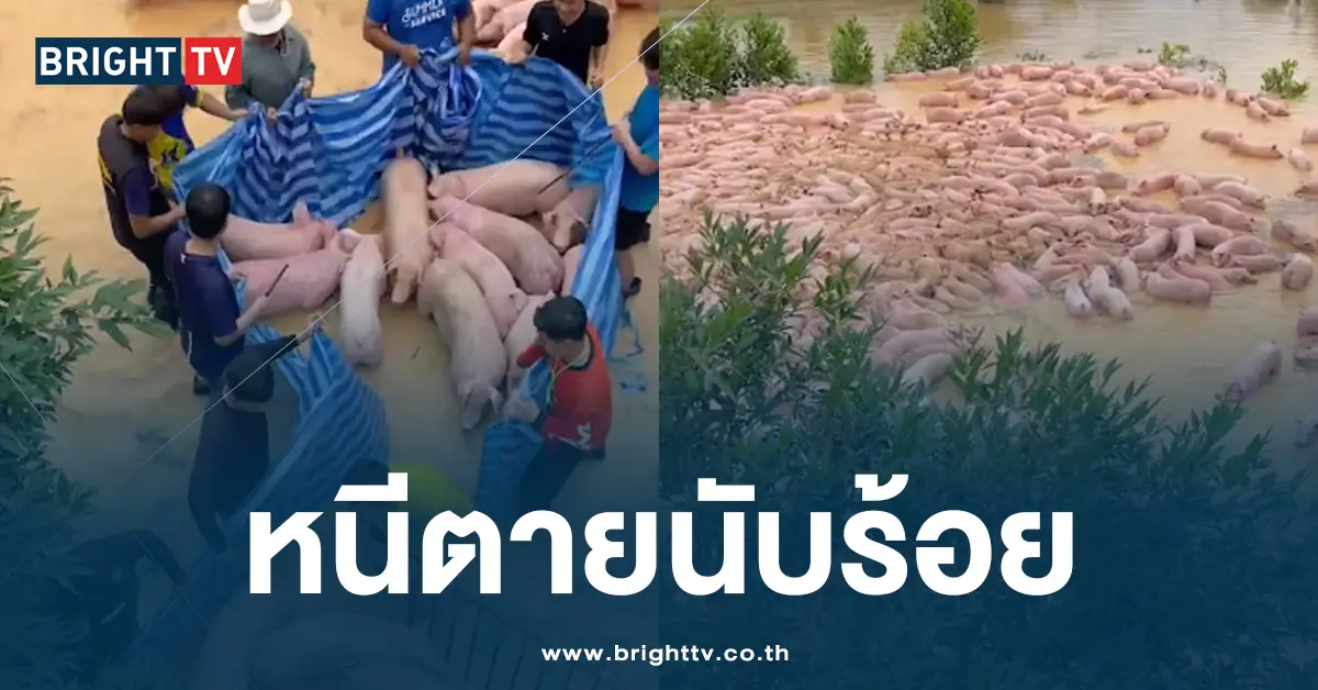 หมูหนีตายนับร้อย