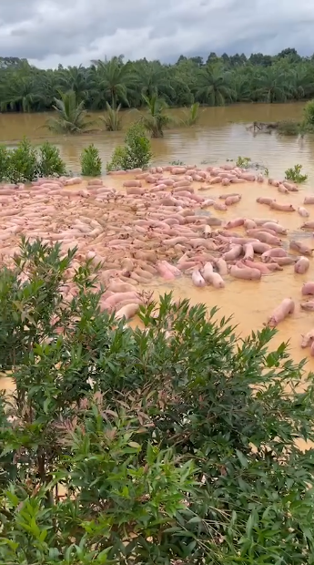 หมู2