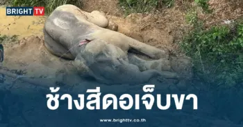 ช้างเจ็บขา-min