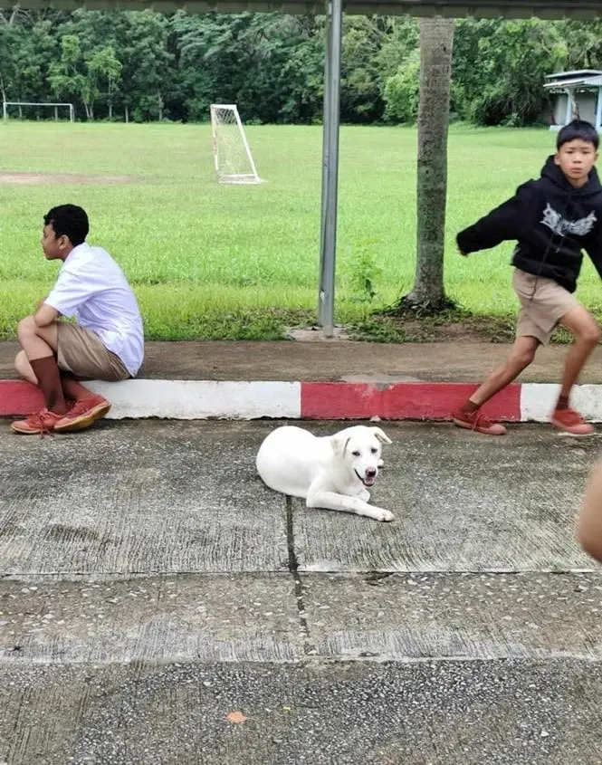 หาบ้านให้-น้องหมา-3-min