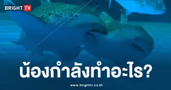 น้องกำลังทำอะไร