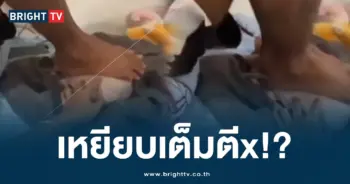 ฟาร์มเลี้ยงแมว