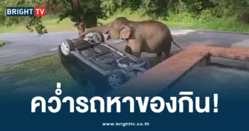 ช้างป่า คว่ำรถ