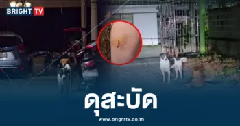 ไอ้สาม หมาดุ