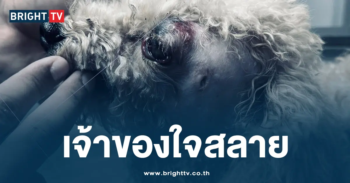 เจ้าของใจสลาย