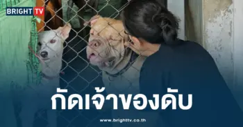 กัดเจ้าของดับ