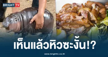 หมูเด้งขาหมู