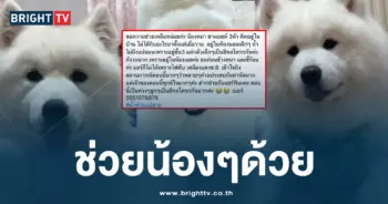 ช่วยหมาซามอยด์