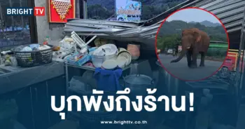 ช้างป่าบุกพังถึงร้าน
