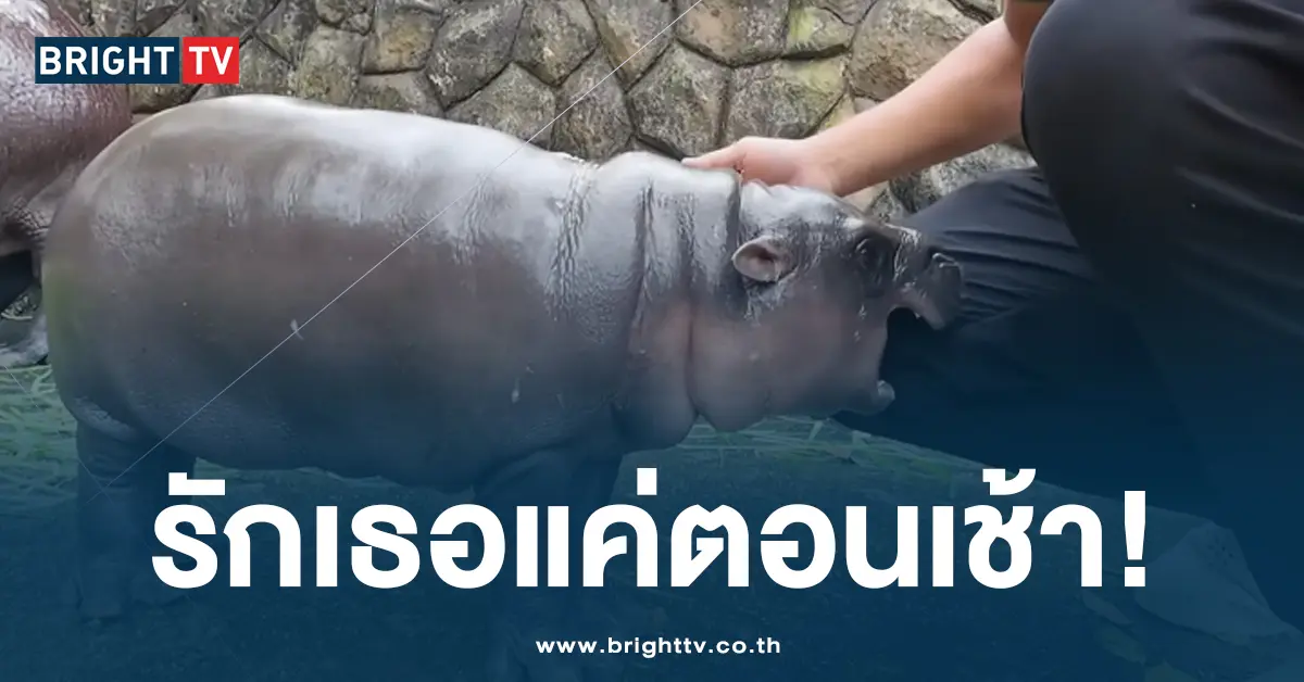หมูเด้งรักพี่เลี้ยงแค่ตอนเช้า