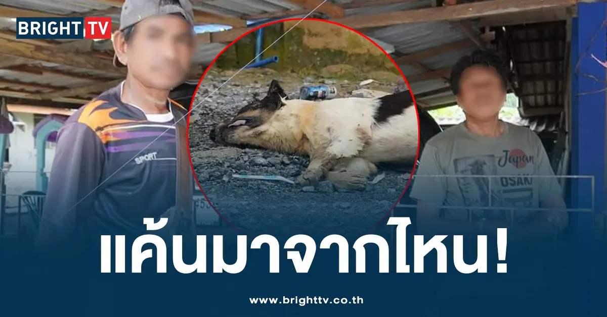 วางยาหมา