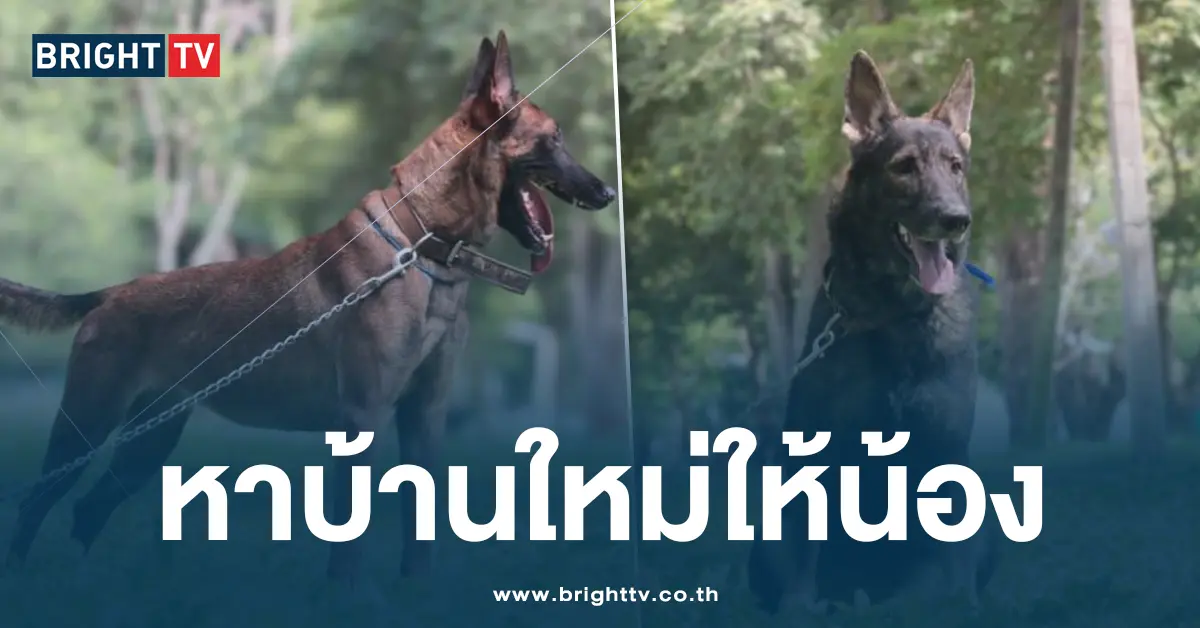 หาบ้านใหม่ให้น้อง