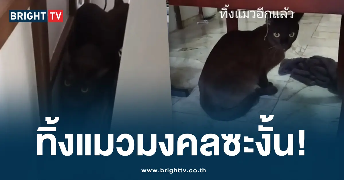 ทิ้งแมวมงคล