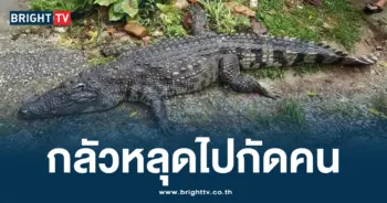 จระเข้