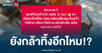 ทิ้งหมาแมว