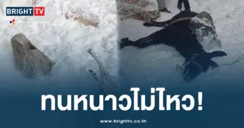ทนหนาวไม่ไหว ตุรกี