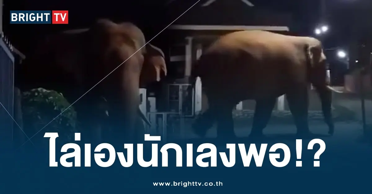 ช้างป่า (2)