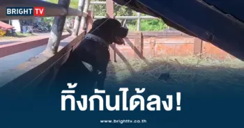 ทิ้งหมา