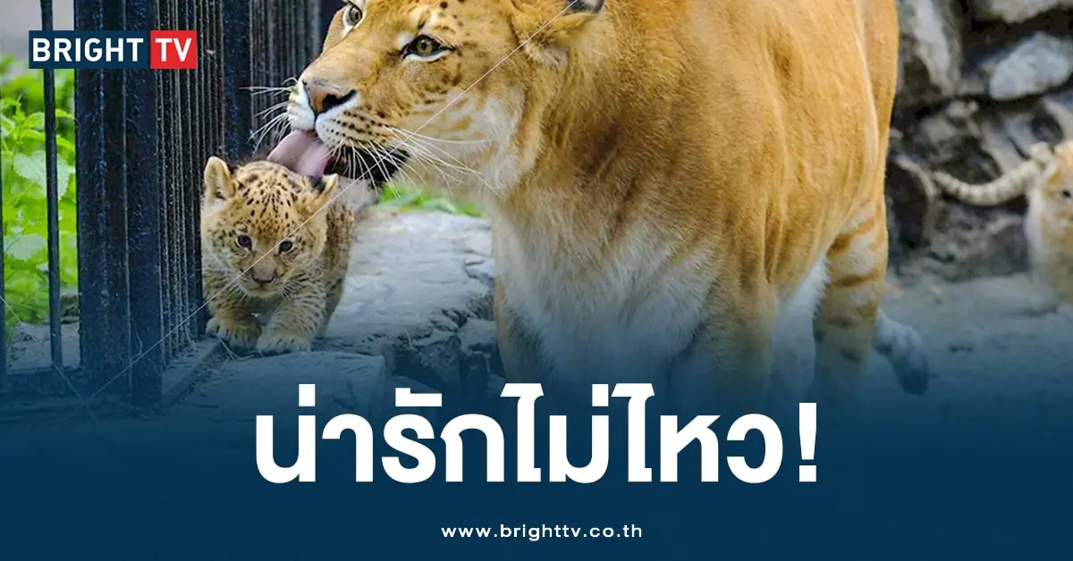 ไลลิเกอร์ (2)-min