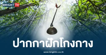 ปก ปากกาฝักโกงกาง