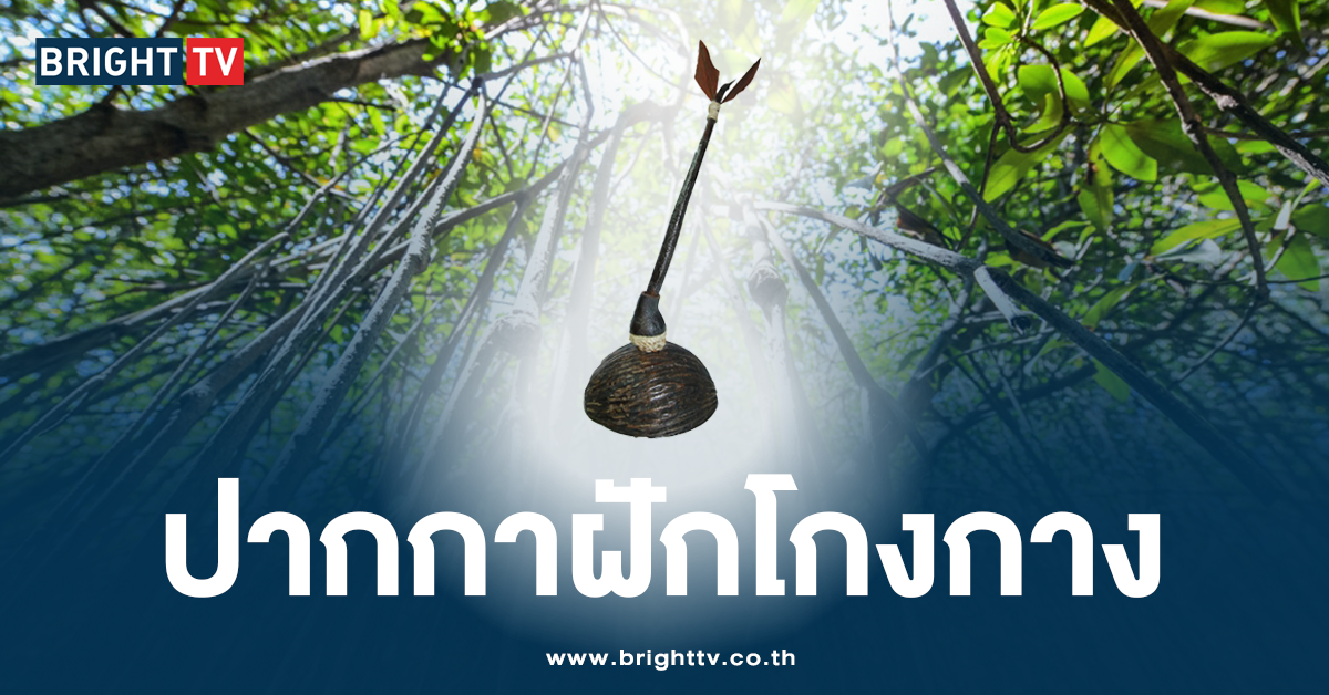 ปก ปากกาฝักโกงกาง