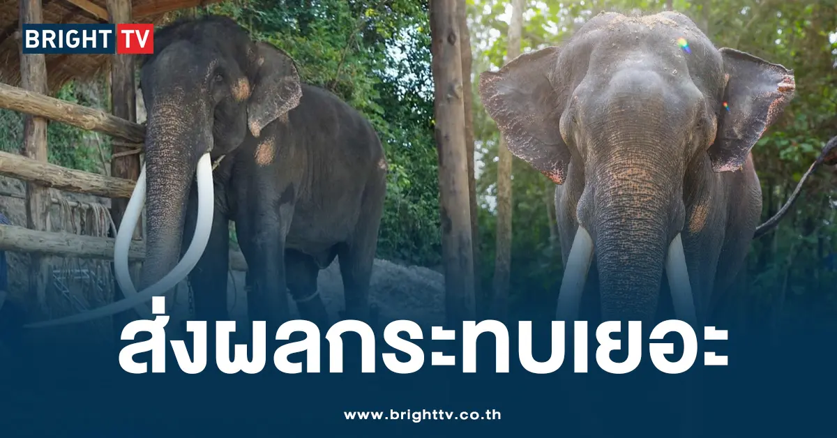 พลายศักดิ์สุรินทร์ งา