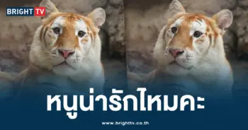 น้องเอวา
