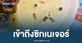เข้าถึงซิกเนเจอร์ ปลิงปูดิบ