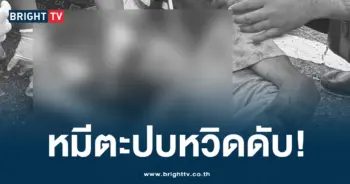 หมีตะปย