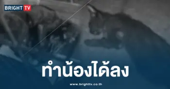 ทำน้องได้ลง วางยาแมว