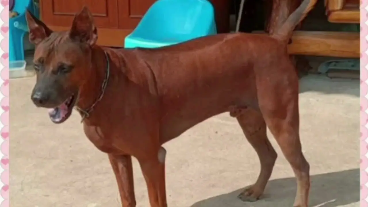dogdog1