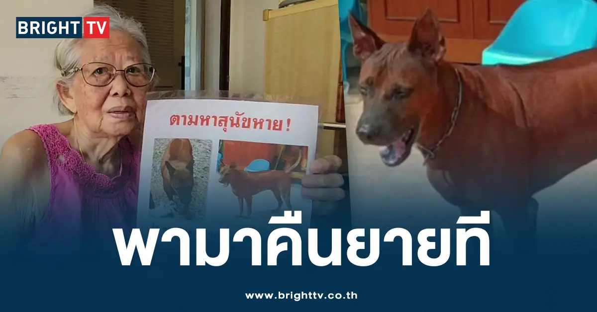 ตามหาหมา