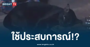 แมวแม่หยัว