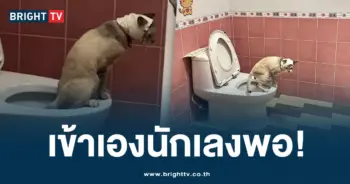 แมวขี้