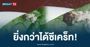 เมี่ยง (1)