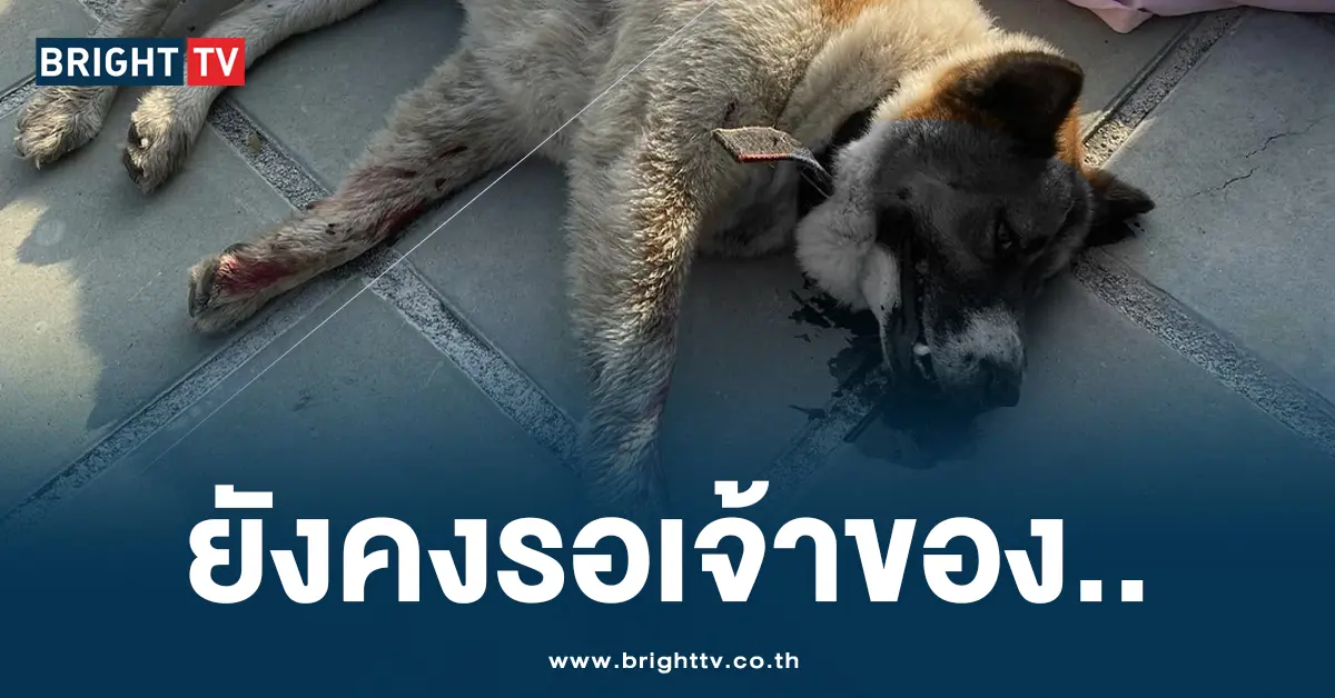 หมา