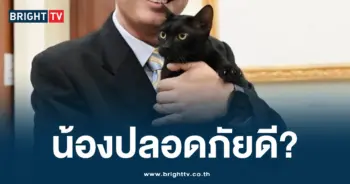 แมว แม่หยัว