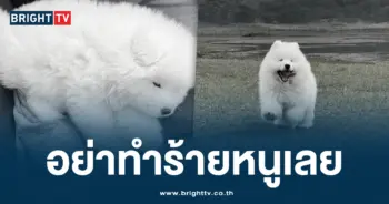 ประทัดหมา