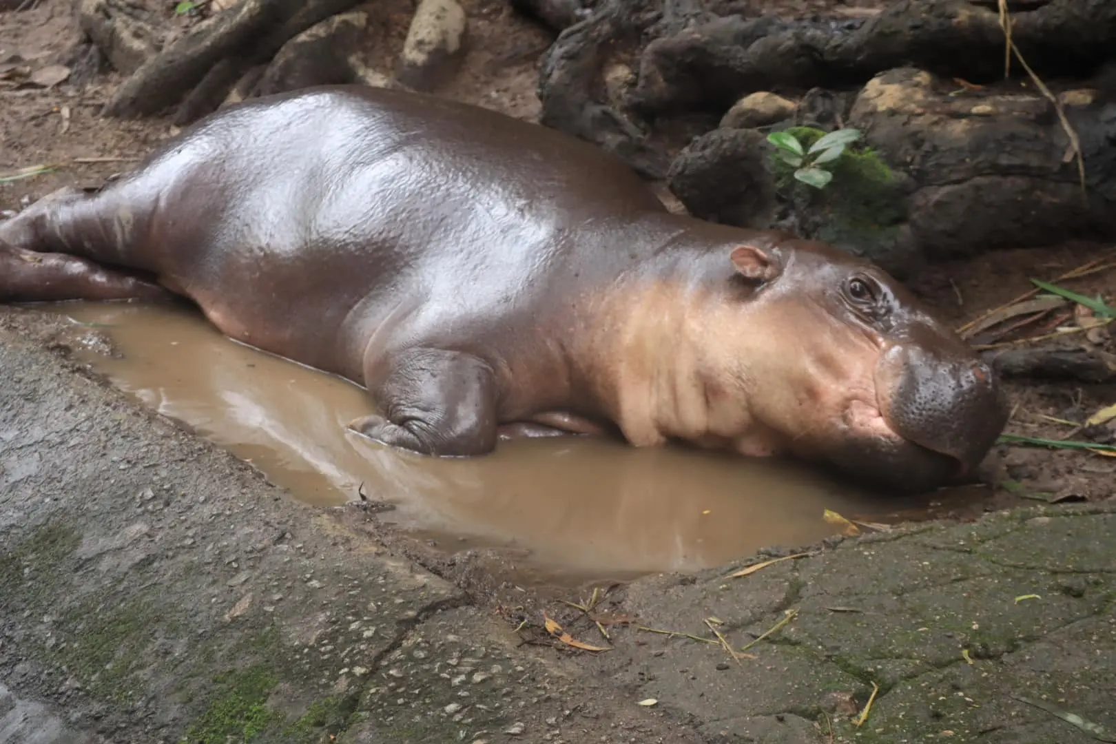 หมูตุ๋น 4
