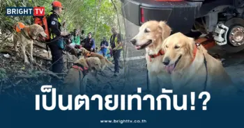 k9 (2)-min