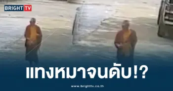 พระแทงหมา-min