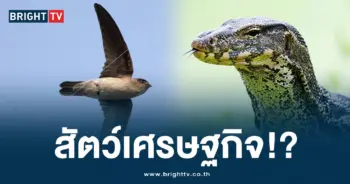 ตัวเหี้ย (2)