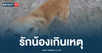 แอบปีนรั้วเข้าไปปลกคอหมาเจ้าของบ้าน