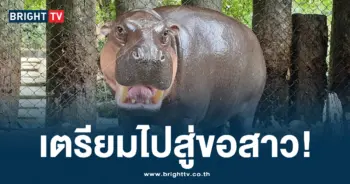 หมูตุ๋น สู่ขอสาว