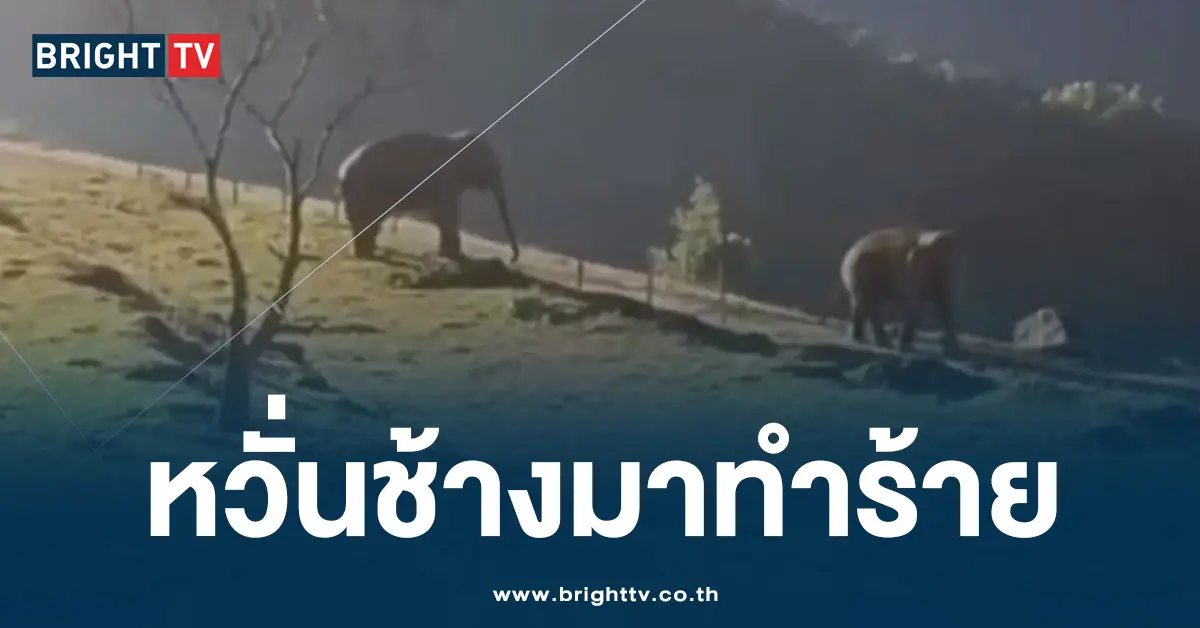 ช้าง