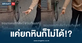 แมวติดท่อ