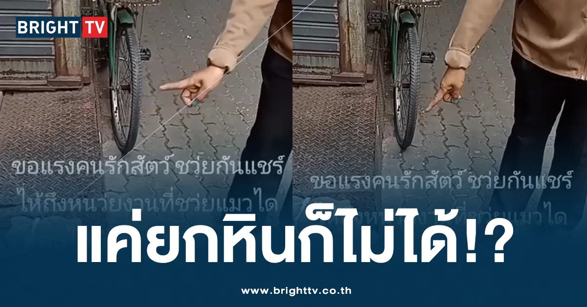 แมวติดท่อ